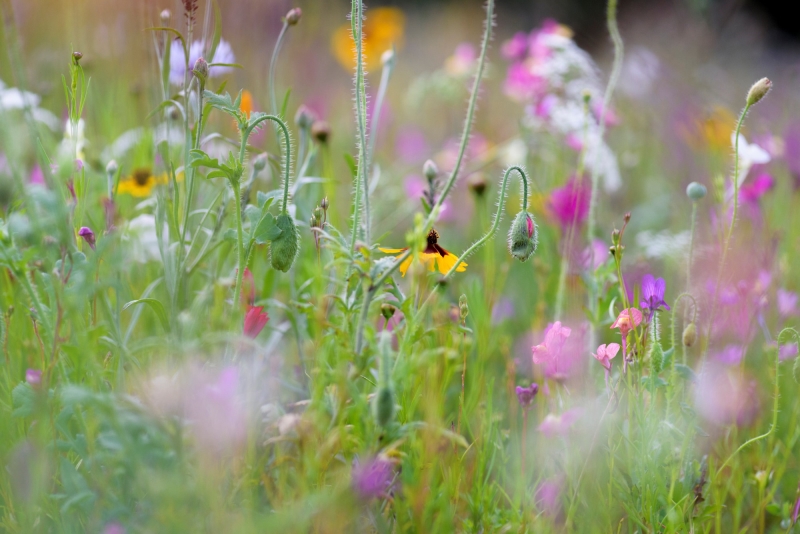 Am Brook Meadow